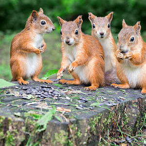 Squirrel Team 6
